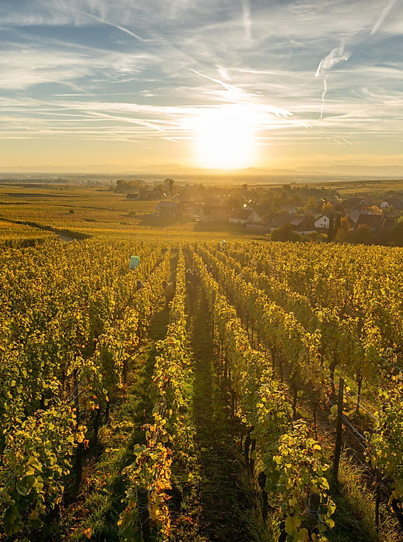 Trimbach 'Clos Sainte Hune' Riesling 2018 (RP: 99+, Wine Enthusiast: 95)