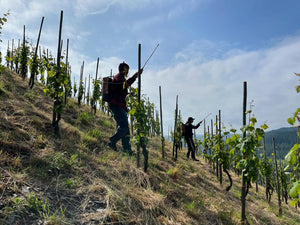 Weingut C. von Nell-Breuning Schiefer Riesling Trocken 2020 (Dry Style)
