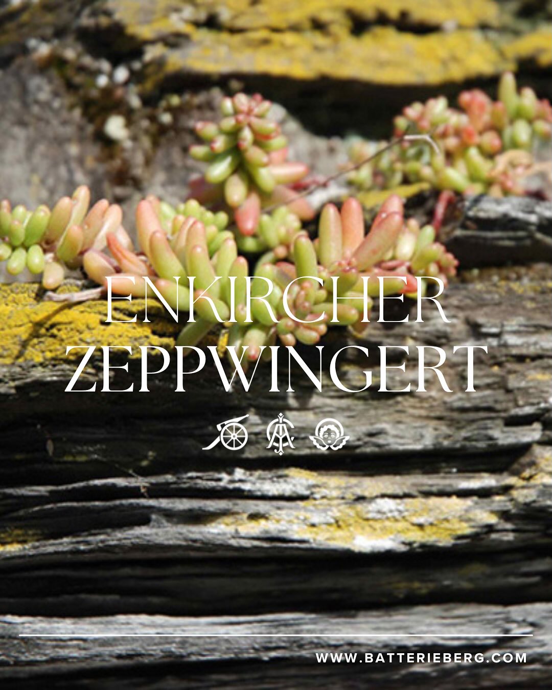 Mosel經典Cru（超過100年老藤，無接枝） - Weingut Immich-Batterieberg "Enkircher Zeppwingert" Riesling 2017 (RP: 95+)