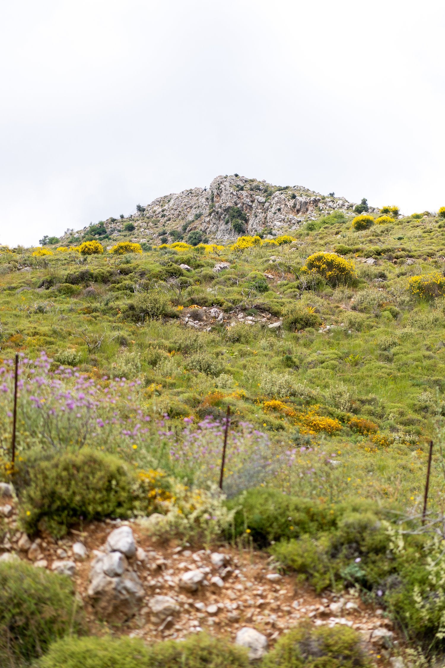 希臘有機草本茶膠囊 <br>Teapsule Organic<br> Lemon Verbena <br>檸檬馬鞭草 - 10 capsules