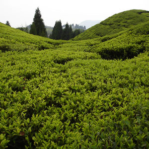 Saicho 'Jasmine' Sparkling Cold Brewed Tea (0% Alc)