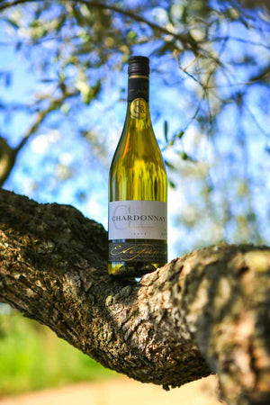 Joseph Castan "Elégance" Chardonnay 2025 (Gilbert & Gaillard - Gold Medal)