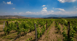 Domaine Bessa Valley Enira Reserva 2018 <br>配黑毛豬叉燒