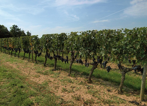 Chateau Monbousquet 2020 (RP:91-93, JS: 95)