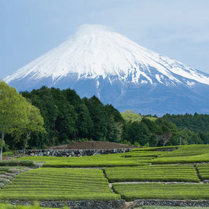 Saicho 'Hojicha' Sparkling Cold Brewed Tea with Gift Box (0% Alc)