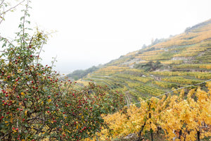 奧地利明日之星 - Pichler-Krutzler Riesling "Ried Pfaffenberg" Alte Reben 2021 (Old Vines) (RP:92)