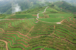 Saicho 'Osmanthus' Sparkling Cold Brewed Tea with Gift Box (0% Alc)