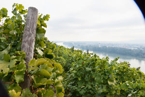Pichler-Krutzler Riesling "Pfaffenberg Alte Reben" (60+ old vines) 2012 (RP: 90+)