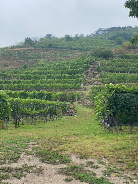 奧地利明日之星 - Pichler-Krutzler "Rothenhof" Alte Reben(Old Vine) Gruner Veltliner 2022 (Falstaff: 92-94)