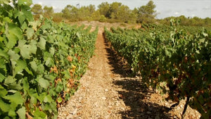 Château Gilbert & Gaillard St-Chinian 2017 (Decanter: 91 points)