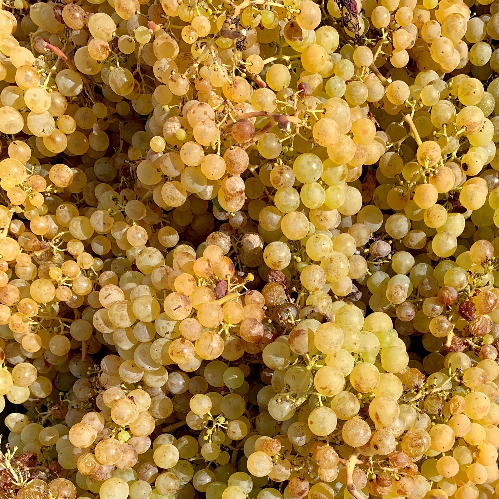 Enric Soler Espenyalluchs 2014 (RP:93) / 2017 (RP:94)