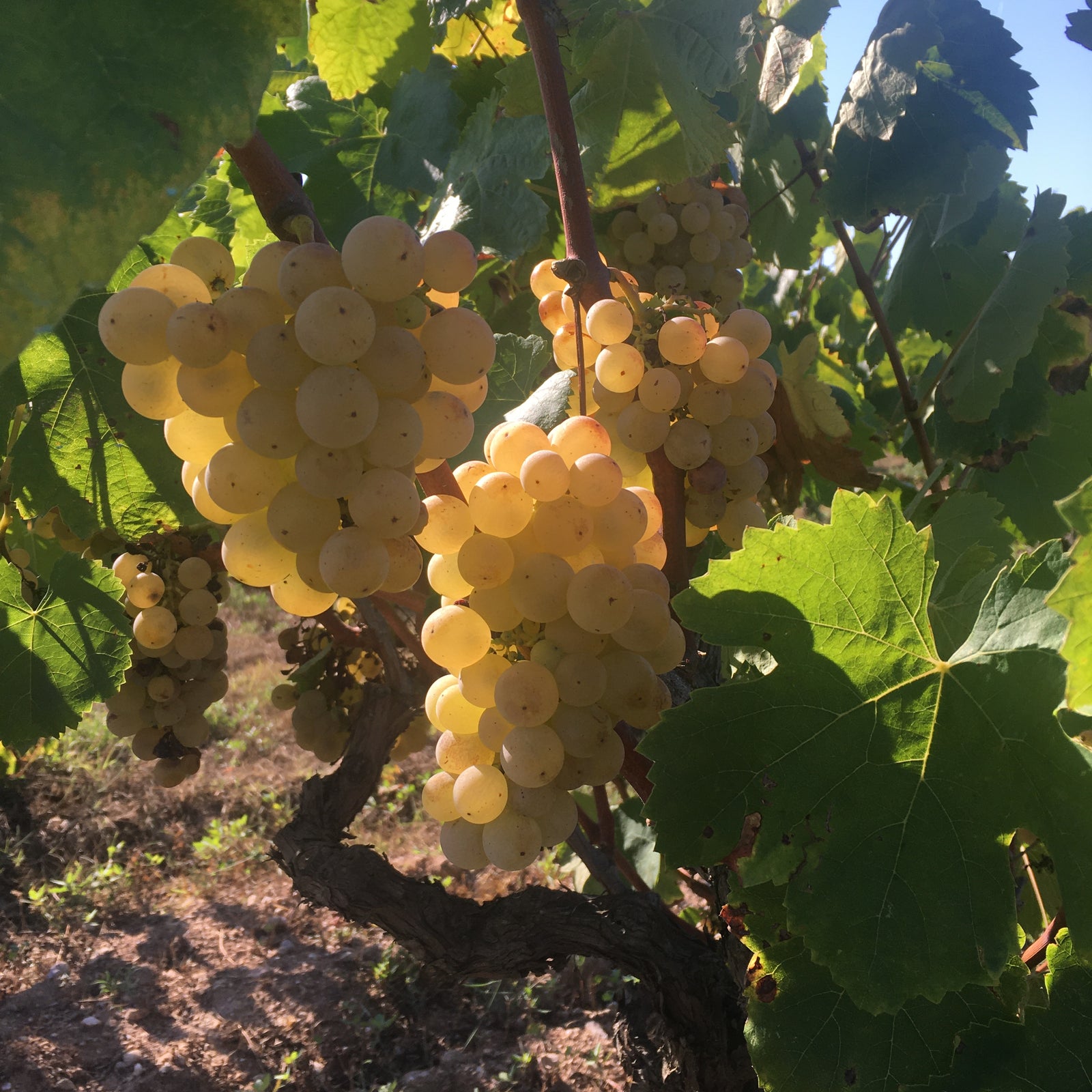 Enric Soler Improvisacio 2014 (RP:92)