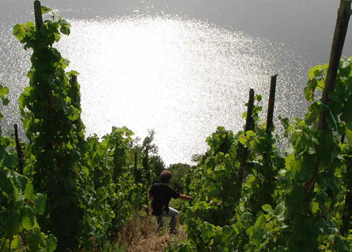 Weingut Immich-Batterieberg "Jour Fixe" Riesling Brut Nature 2015 (RP:88)