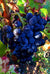 Clos de Trias Vieilles Vignes Version 2.0 2007 (RP: 93)
